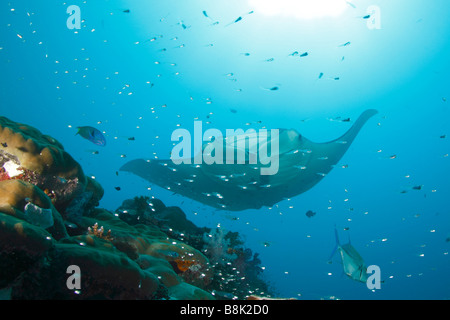 Manta Ray nähert sich eine bunte Korallenriff mit School of Glas Fische und Riff-Fische-Sihouettes mit der Sonne im Hintergrund Stockfoto