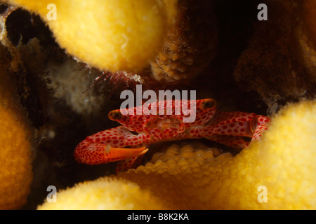 Kleine Porzellan Krabbe versteckt in den Zweigen einer Finger-Koralle Stockfoto