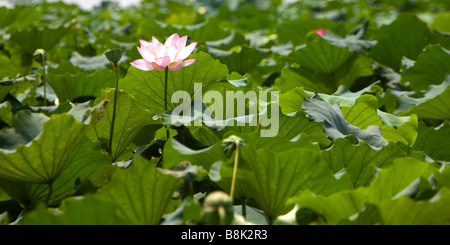 Eine rosa Seerose in die grüne Seerosen Stockfoto