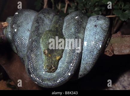 Morelia viridis Stockfoto