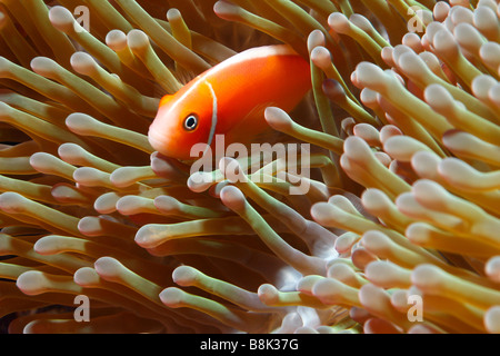 Rosa Anemonenfische Kommissionierung aus Tentakeln grüne anemone Stockfoto