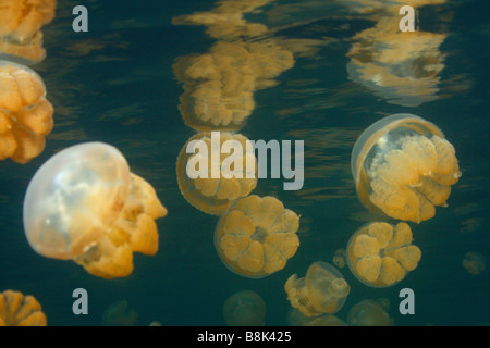 Quallen und ihre Spiegelungen an der Wasseroberfläche in den berühmten Jellyfish Lake auf Rock Inseln in Palau Stockfoto