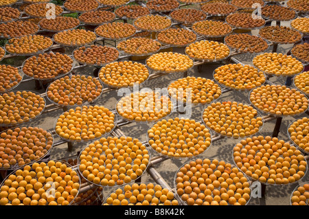 Trocknung von Kaki Hsinpu Stadt Hsinchu County Taiwan Stockfoto