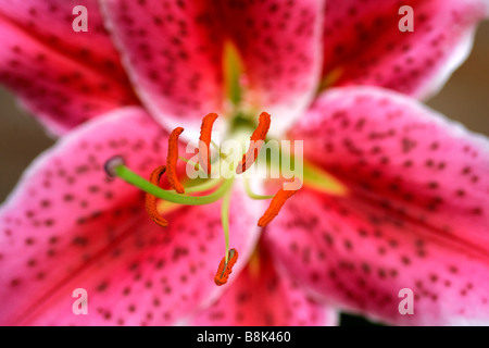 Lilium Abstrakt Klose, Detail Ball Blüte Blüte Pflanze Variablen Dahlie atmosphärischen launisch Herbst Atmosphäre Stimmung Herbst Blume Stockfoto