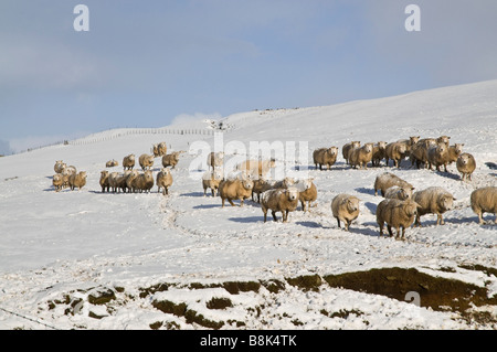 dh Herde von Schafen Schnee SCHAFE UK Feld Hügel Orkney Tiere uk Winter Landwirtschaft an Land Winterzeit schottland Herde Stockfoto