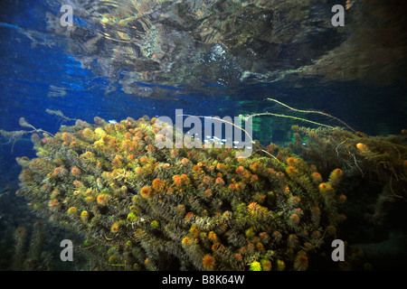 Unterwasser Vegetation vorwiegend Stonewort Algen Chara Rusbyana Baia Bonita Fluss Aquario natürliche Bonito Brasilien Stockfoto