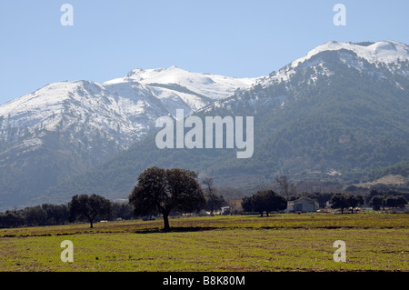 Anfang Frühling Landschaft von Bäumen auf einer Wiese unter Schnee bedeckt Berge Südspanien Stockfoto