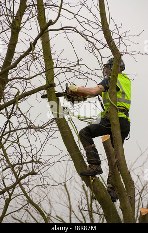 Baumpfleger am Arbeitsplatz Kletterbaum und Hacken aus Äste an einem inländischen Grundstück mit Sicherheitsgurt und Seile Stockfoto