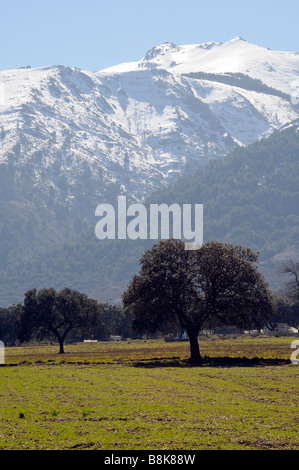 Anfang Frühling Landschaft von Bäumen auf einer Wiese unter Schnee bedeckt Berge Südspanien Stockfoto