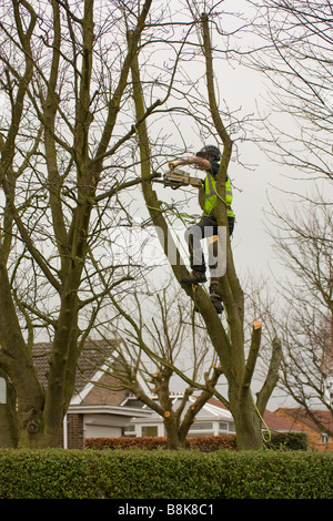 Baumpfleger am Arbeitsplatz Kletterbaum und Hacken aus Äste an einem inländischen Grundstück mit Sicherheitsgurt und Seile Stockfoto