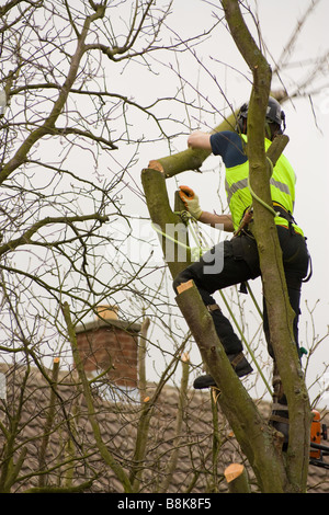 Baumpfleger am Arbeitsplatz Kletterbaum und Hacken aus Äste an einem inländischen Grundstück mit Sicherheitsgurt und Seile Stockfoto