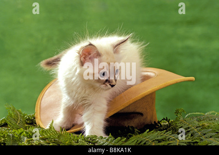 Hauskatze (Felis Catus, Felis Silvestris), züchten: Birma, Kätzchen klettern aus dem Hut Stockfoto