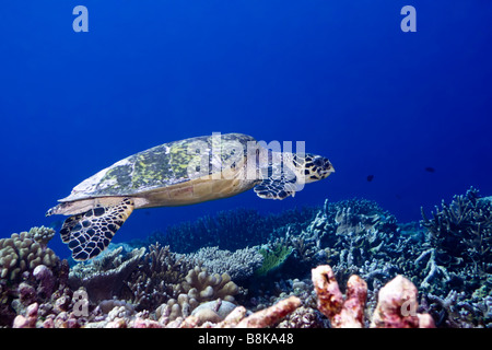 Temporäres Schildkröte Eretmochelus Imbricata Nahaufnahme Malediven Indischer Ozean Addu atoll Stockfoto