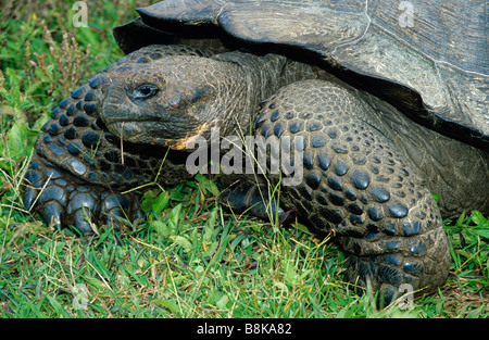 Riesenschildkröte Geochelone Elephantopus nigra Stockfoto