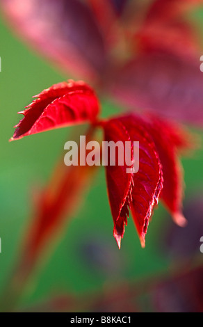 Junge Blätter von Acer Palmatum (japanischer Ahorn) Stockfoto