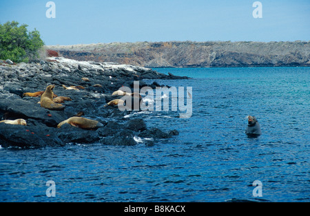 Galapagos-Seelöwen, Zalophus Wollebaeki Arctocephalus galapagoensis Stockfoto