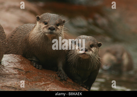 Oriental, kurze, Clawed, Otter, Aonyx, Cinerea, Tier, asiatisch, Biss, Bissen, beißen, Säugetier, spielen, verspielt, spielen, Wasser, nass, Stockfoto