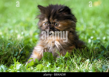 Hauskatze, Schildpatt persische Longhair (Felis Catus, Felis Silvestris), jung sitzen auf dem Rasen Stockfoto