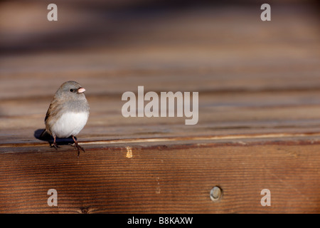 Dunkel-gemustertes Junco Junco Hyemalis Hyemalis Schiefer farbigen Unterart weiblich auf Holzterrasse Stockfoto