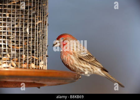 Haus Fink Carpodacus Mexicanus Frontalis männlich am feeder Stockfoto