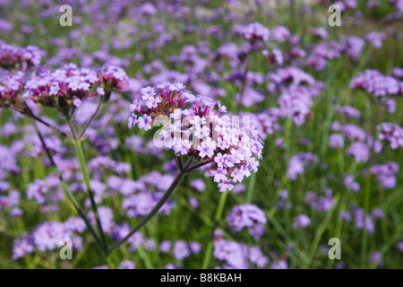 Lila-Top Eisenkraut (Verbena Bonariensis), wächst in Wales Stockfoto