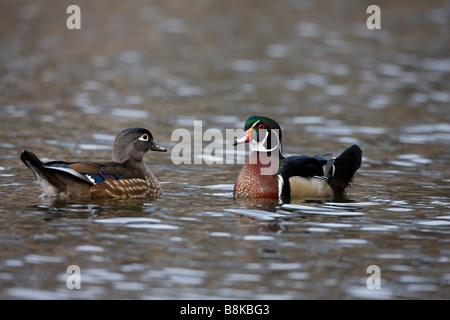 Wood Duck Aix Sponsa männlichen rechts und weibliche links schwimmen zusammen auf dem Harlem Meer in New York s Central Park Stockfoto