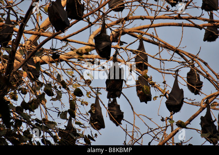 Fliege Fuchsfledermaus auf Baum Stockfoto