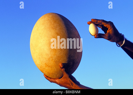 Ei der Elefantenvogels (Aepyornis Maximus) im Vergleich zum Hühnerei Stockfoto