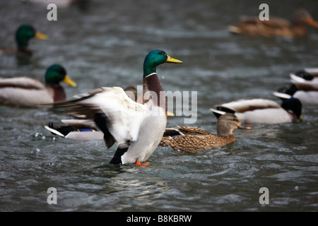 Stockente Anas Platyrhynchos Platyrhynchos Männchen und Weibchen zusammen mit männlichen flattert auf der Pool im s New York Central Park Stockfoto