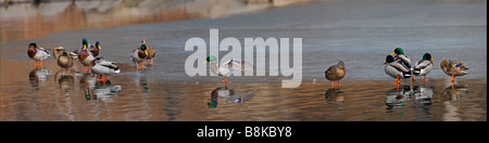 Stockente Anas Platyrhynchos Platyrhynchos Männchen und Weibchen zusammen auf dem Eis des Pools in New York s Central Park Stockfoto