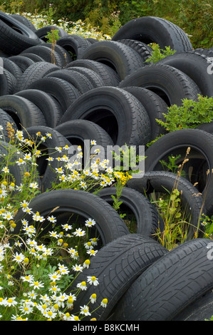 Geruchlos Mayweed, Tripleurospermum Inodorum, wächst unter den Haufen von verlassenen Fahrzeugreifen am Straßenrand, Islay. Stockfoto