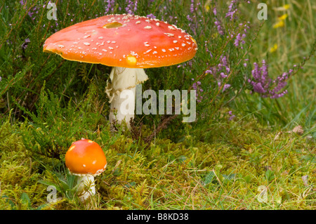 Zwei Fliegenpilz-Pilze, Amanita Muscaria, jung und alt, wachsen unter Ling Heather, Calluna Vulgaris, in Schottland. Stockfoto