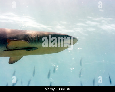 Hai Unterwasser mit Oberfläche auf Hintergrund Sipadan Stockfoto