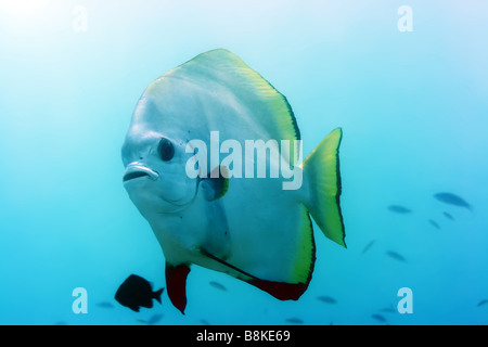 Tropische Fische Fledermausfischen Unterwasser Insel Borneo Stockfoto