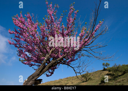 Pfirsich-Baum im Frühjahr blühenden Landschaft detail Stockfoto
