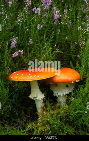 Zwei Pilze Fliegenpilz, Amanita Muscaria, wächst unter Ling Heather, Calluna Vulgaris, in Schottland. Stockfoto
