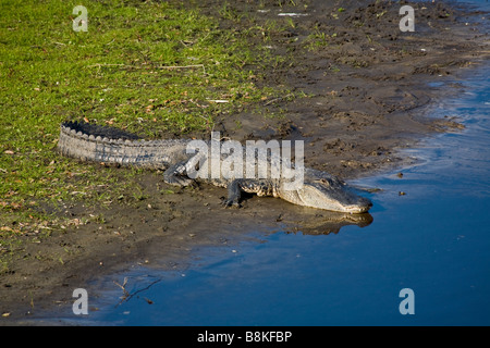 Alligator am Ufer der Myakka River im Myakka River State Park in Sarasota Florida Stockfoto