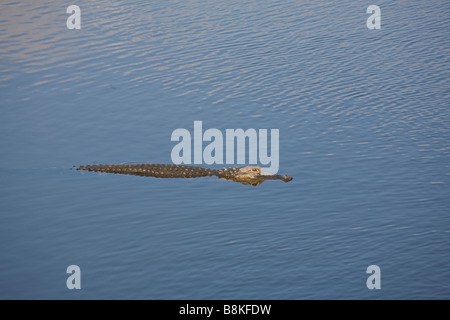 Alligator am Ufer der Myakka River im Myakka River State Park in Sarasota Florida Stockfoto