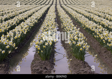 Weiße narzisse Feld in der Nähe von Mount Vernon Washington im Skagit Valley Stockfoto