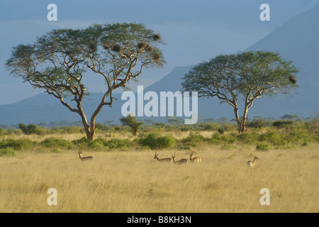 Grant Gazellen zu Fuß in Savanne, Tsavo East Nationalpark, Kenia Stockfoto