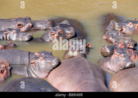 Nilpferd Herde Mara River Masai Mara Kenia in Ostafrika Stockfoto