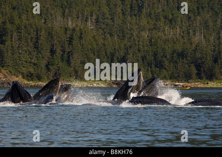 Buckelwale Longe Blase net Impressionen Novaeangliae Southeast Alaska Fütterung Fütterung Stockfoto
