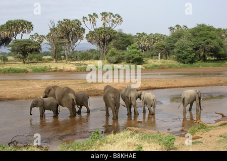 Elefanten in Samburu, Kenia (Uaso) Uaso Nyiro Fluss trinken Stockfoto