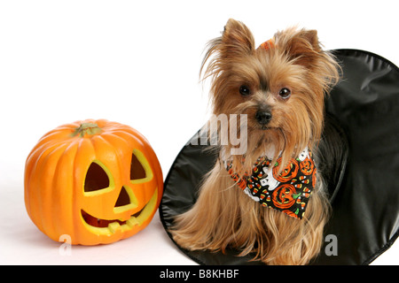 Eine süße Yorkie Welpen sitzen in einem Hexen Hut neben einem Kürbis Bilder aus dem Monat über weißem Hintergrund Stockfoto