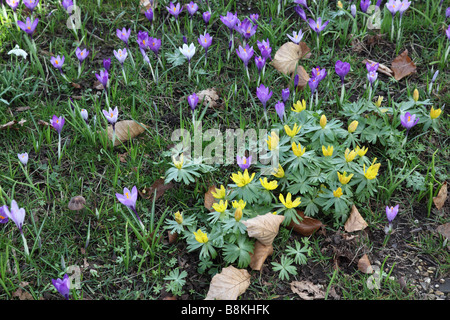 Akoniten & Crocus blühen im Gras im Frühjahr, Großbritannien Stockfoto