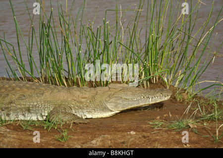 Nil-Krokodil Sonnen am Flussufer, Samburu, Kenia Stockfoto