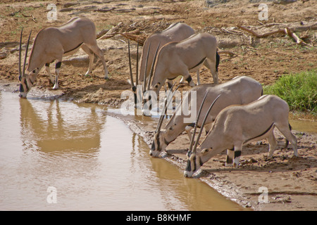 Beisa Oryx trinken aus Fluss, Samburu, Kenia Stockfoto