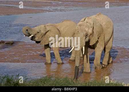 Elefanten im Fluss, Samburu, Kenia Stockfoto