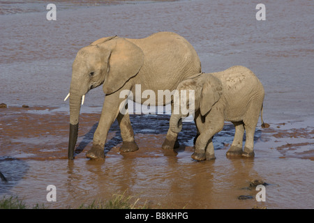 Elefantendame und Kalb trinken in Fluss, Samburu, Kenia Stockfoto