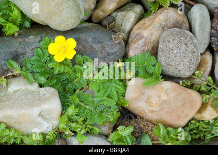 Silverweed, Potentilla heisses, unter Steinen und Kieseln auf einem Kiesstrand auf der Isle of Jura, Schottland. Stockfoto